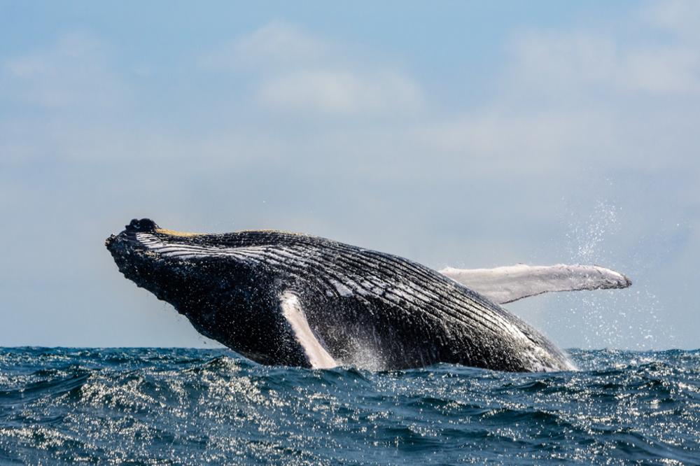 L'île de la Plata au large de Puerto Lopez : à la découverte de « la petite Galápagos » !