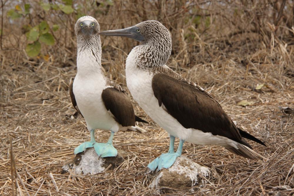 Puerto Lopez : l'alternative des Galapagos